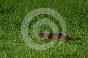 Javan mongooseÃÂ - Herpestes javanicus photo